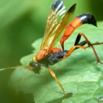 Five Hidden Helpers: Tiny Creatures That Keep Your Garden Thriving